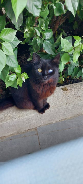 Sonstiges Bella Resort & Spa