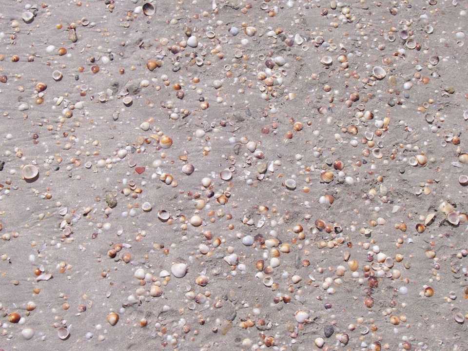 viele Muscheln Mahdia Beach & Aquapark