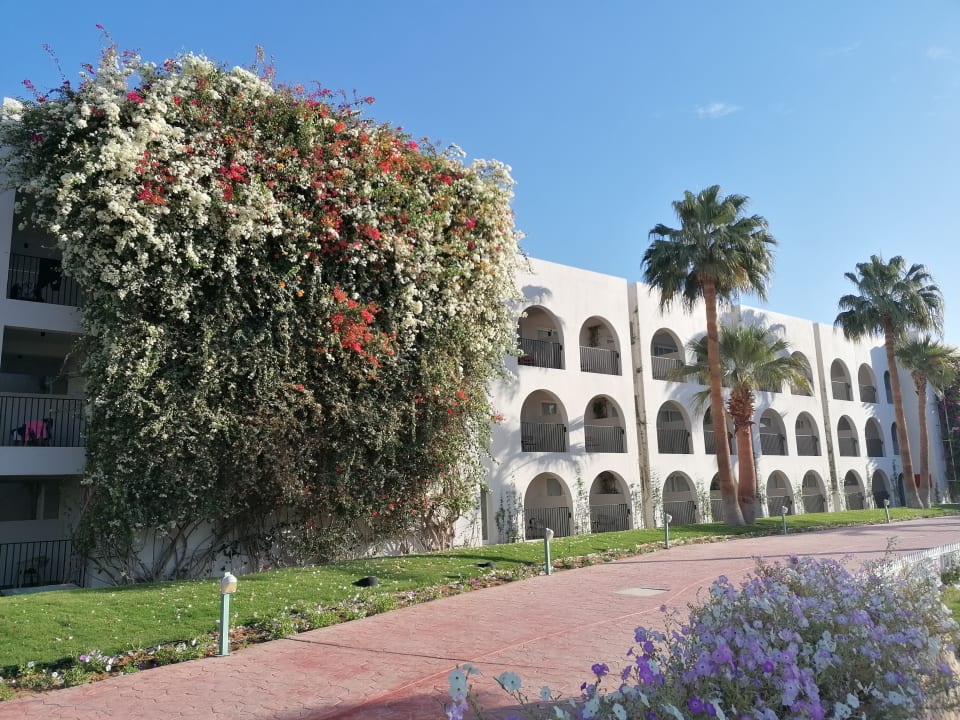 Außenansicht Desert Rose