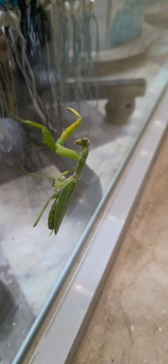 Sonstiges Sandy Beach Resort