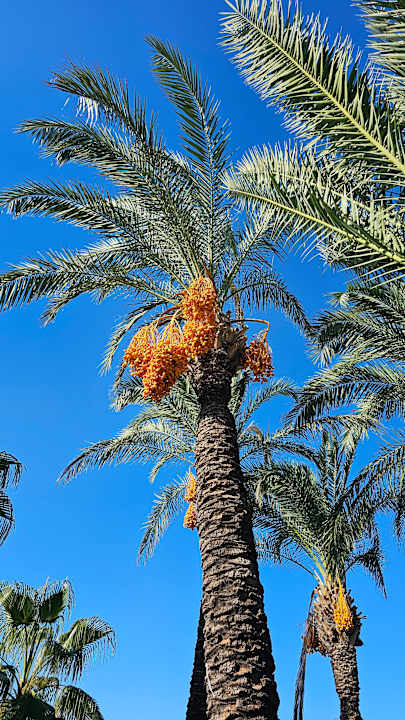 Gartenanlage PALOMA Perissia