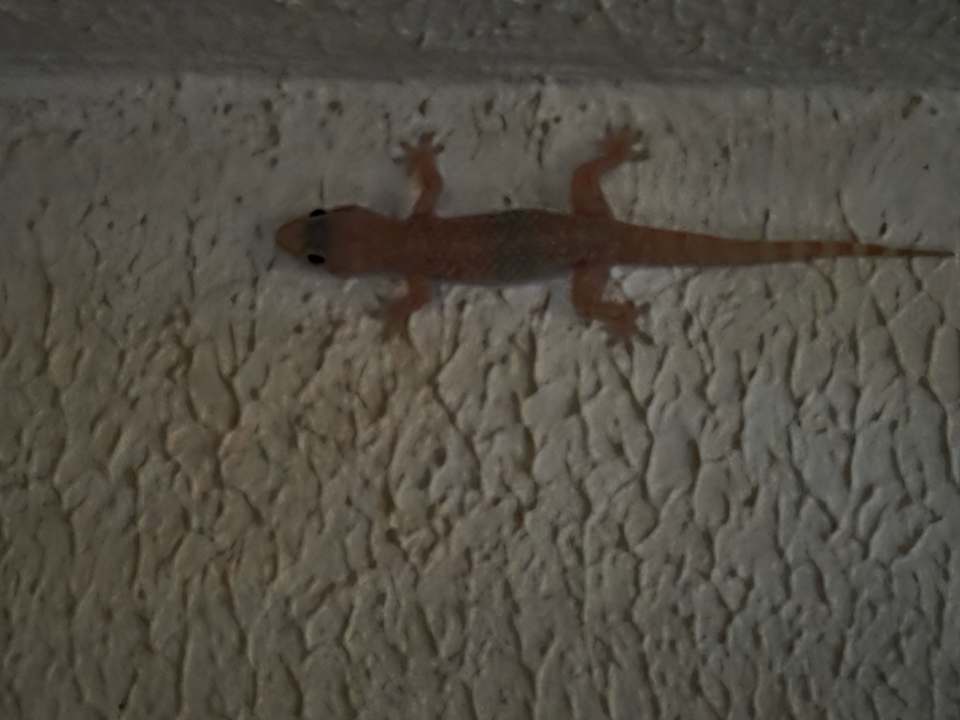 Sonstiges Adalya Elite Lara