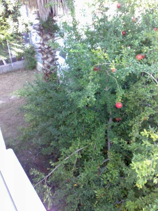 Вид с балкона Hotel Derya Deniz