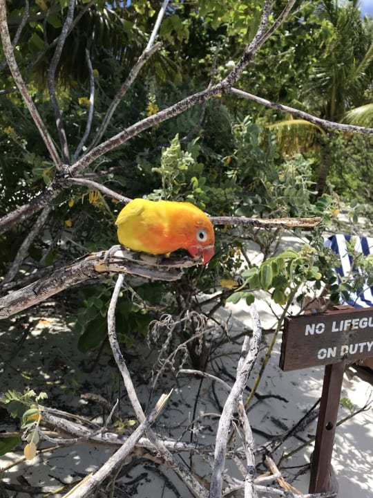 Gartenanlage Adaaran Select Meedhupparu Island Resort - Premium All Inclusive