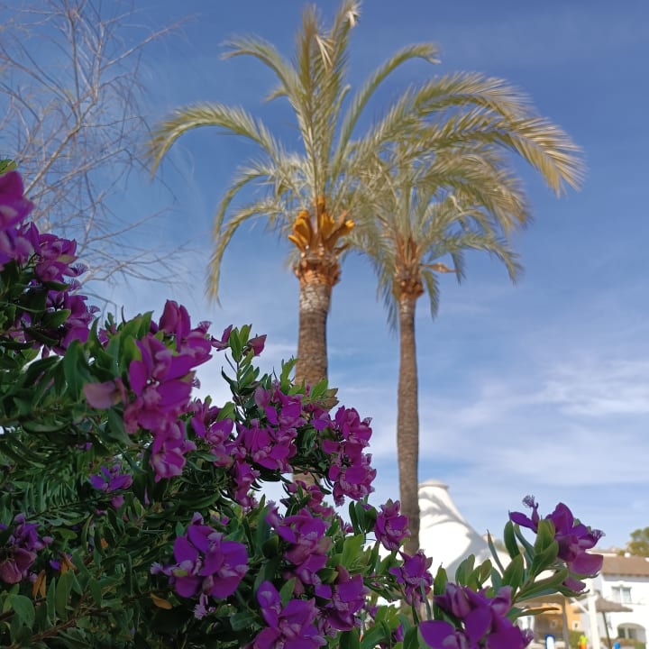 Außenansicht Seaclub Alcudia Mediterranean Resort