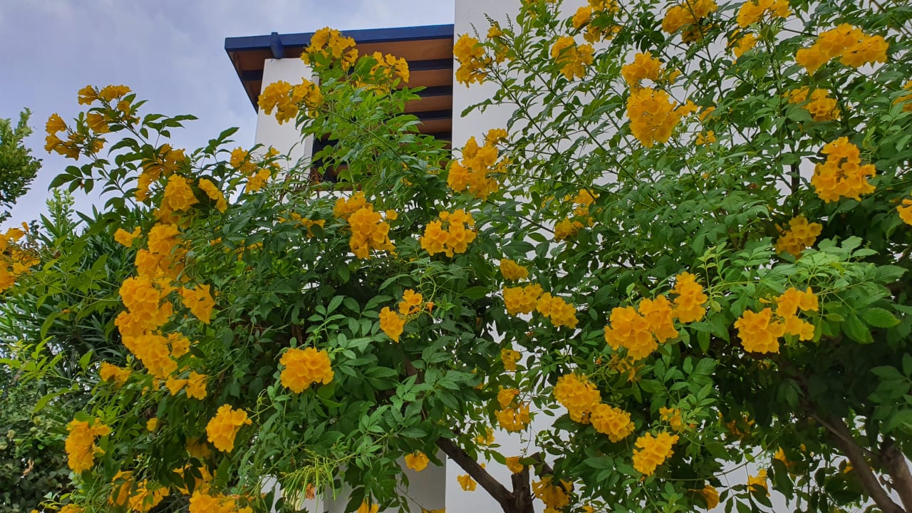 Gartenanlage Kefalos Beach Holiday Village