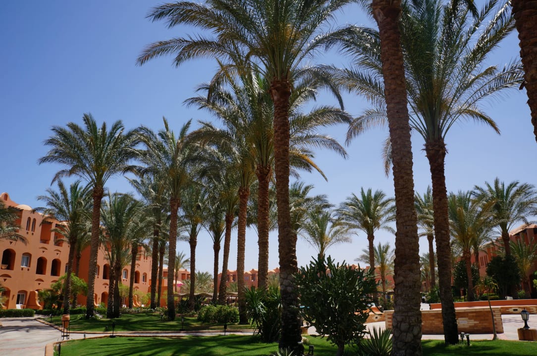 Viele Palmen Jaz Makadi Oasis Resort