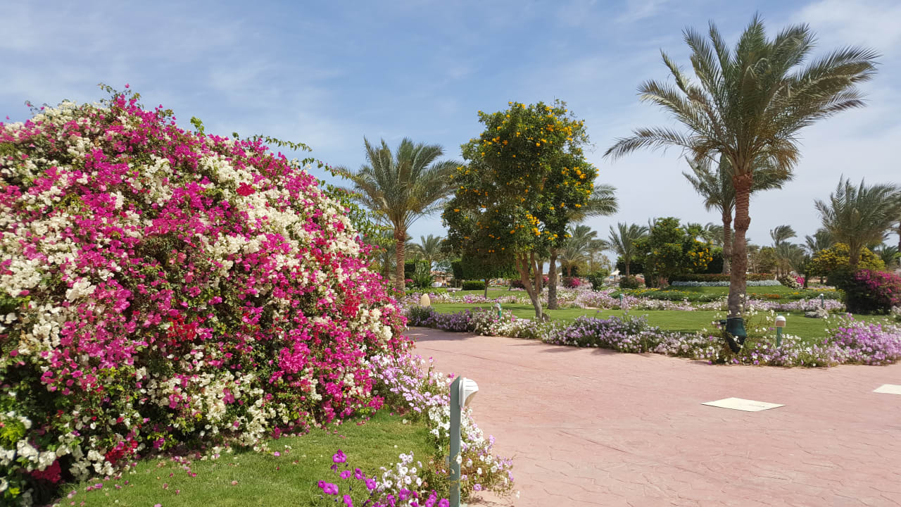 Gartenanlage Desert Rose
