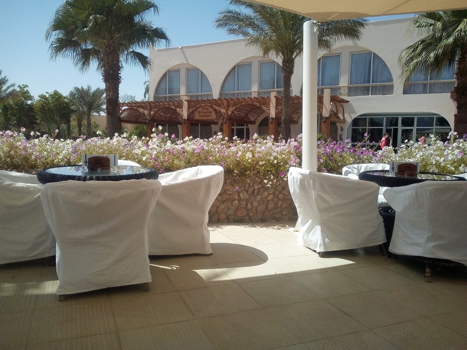 Sonstiges Desert Rose