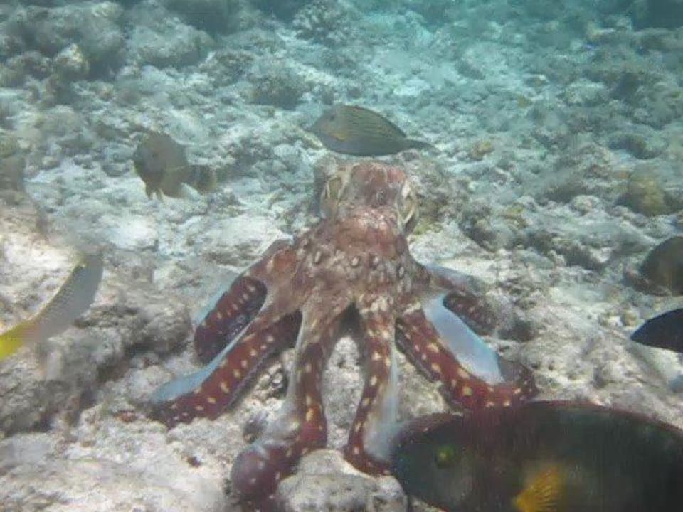 Unterwasserwelt NH Collection Maldives Reethi Resort