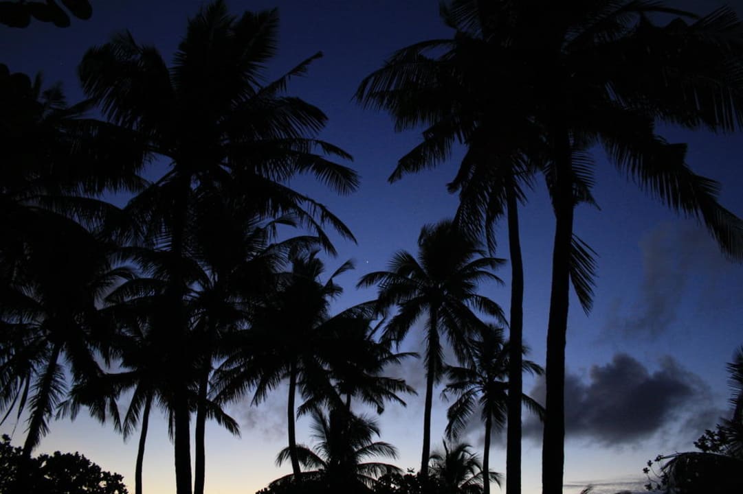 Palmen im Sonnenuntergang Kuramathi Maldives