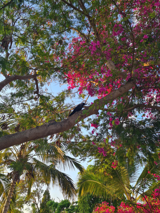 Gartenanlage Indigo Beach Zanzibar