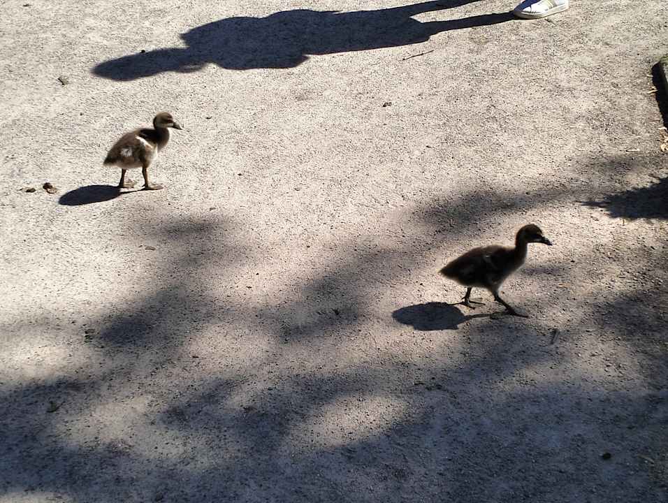 Gartenanlage Hotel Schloss Berge