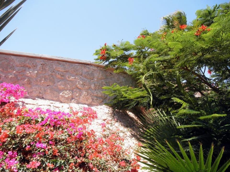 Райские сады Цитадели Pickalbatros Citadel Resort