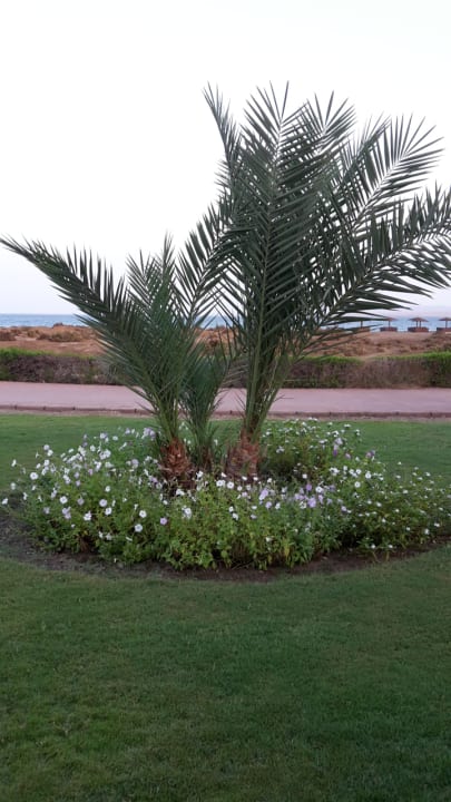 Gartenanlage Lahami Bay Beach Resort