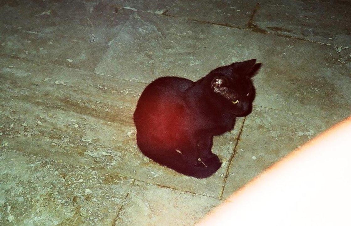 Die andere kleine Katze New Garden Hotel Side