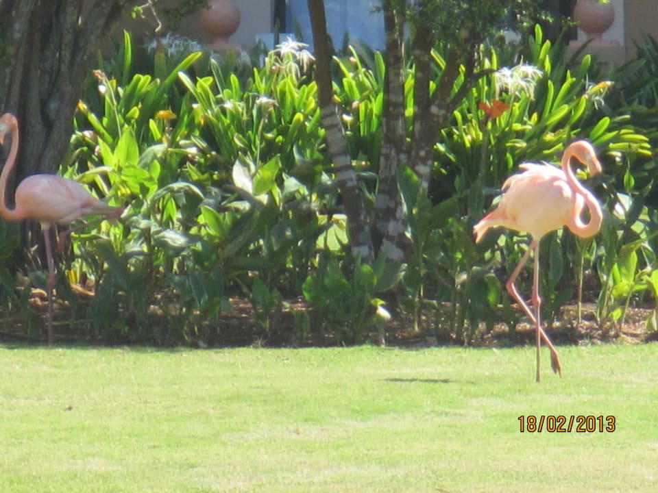 Freilaufende Flamingos Hotel Viva Dominicus Palace by Wyndham-All Inclusive Resort