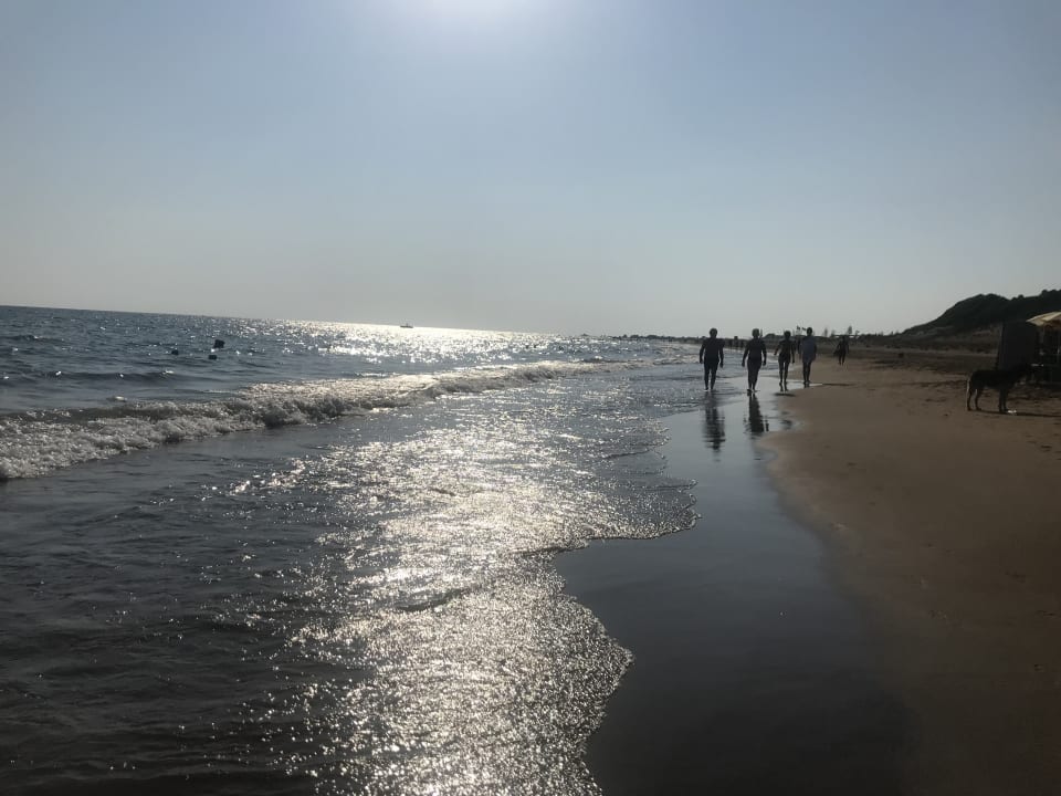 Strand Seashell Vega