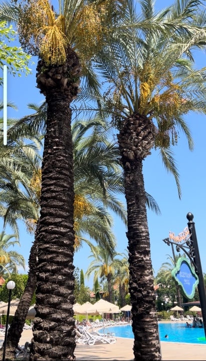 Gartenanlage Sunrise Resort Hotel