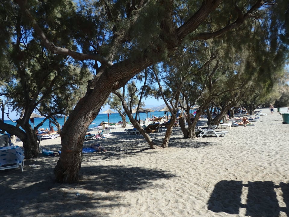 Strand mit Pinien Atlantis Hotel