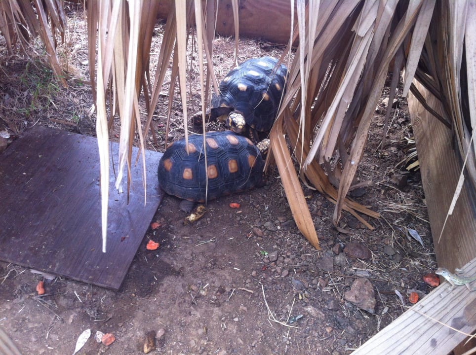 Schildkrötengehege Don Genaro Apartments