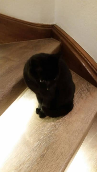 Hauskatze auf der Treppe Hotel-Gasthof Zur Kapelle