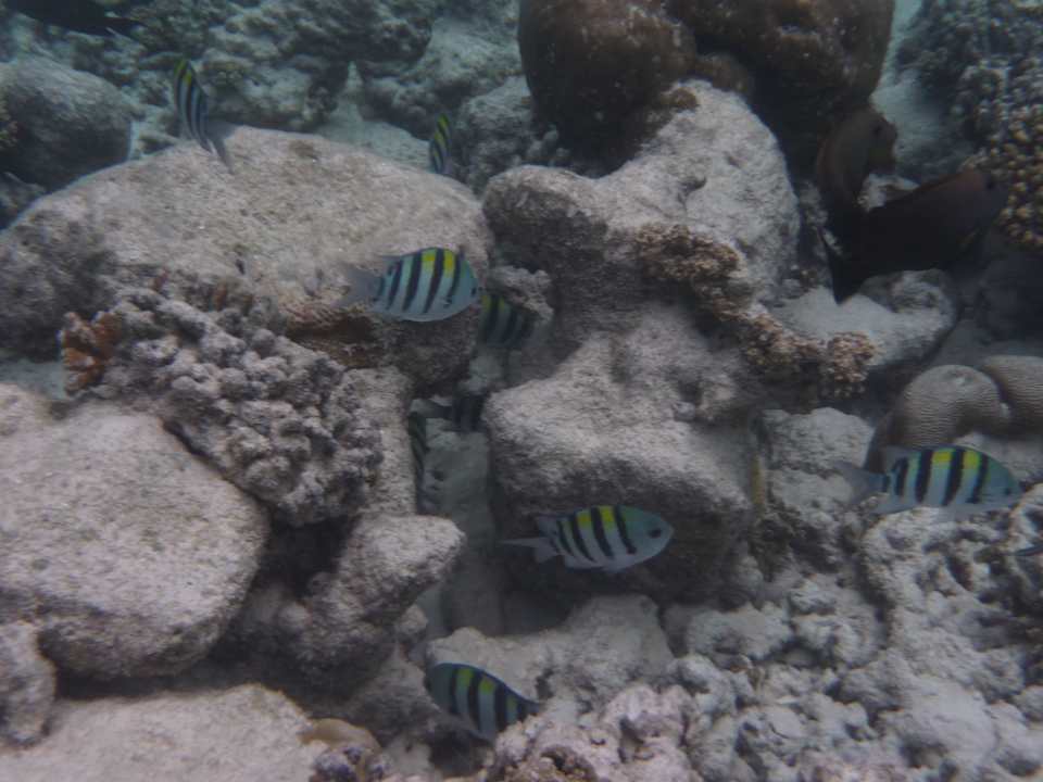 Hausriff Kuramathi Maldives