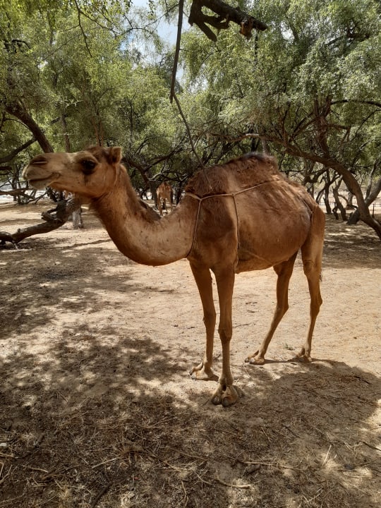 Sonstiges Salalah Rotana Resort