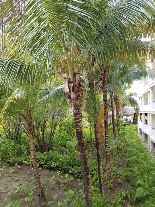 Gartenanlage Akumal Bay Beach & Wellness Resort