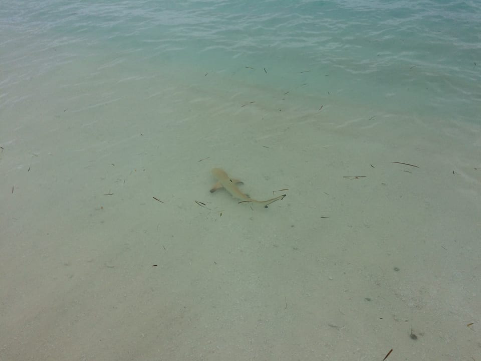 Strand Meeru Maldives Resort Island