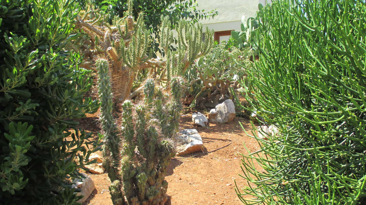 Hotel Cretan Malia Park Phãea Cretan Malia