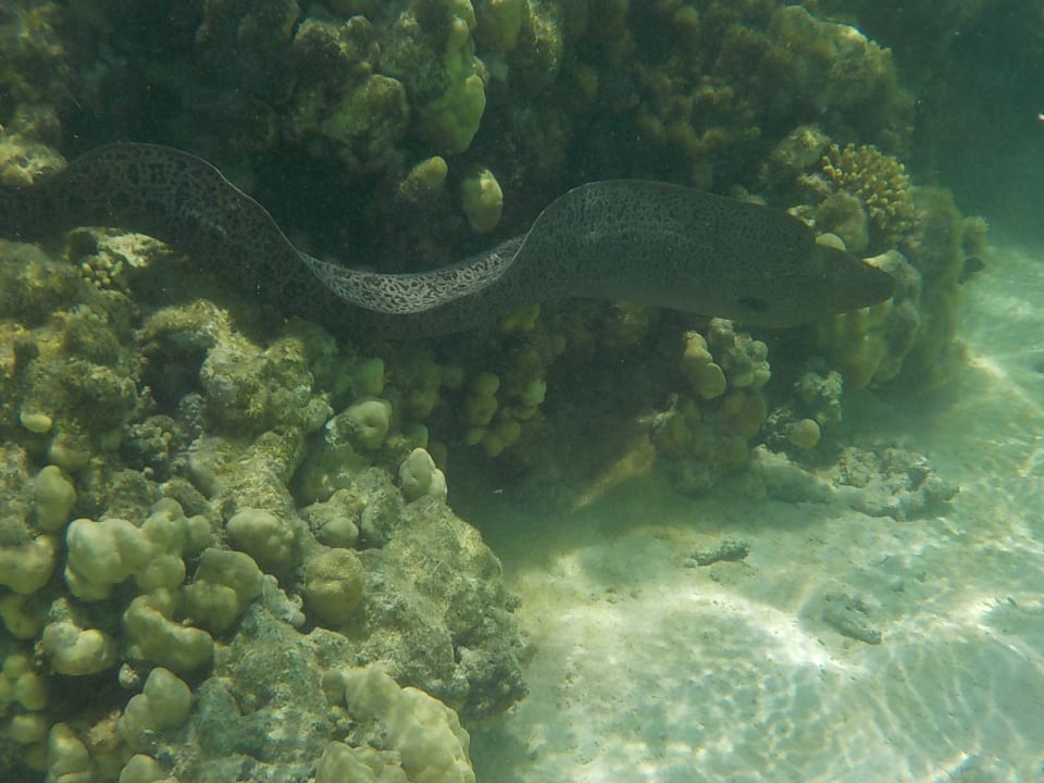 Strand Three Corners Fayrouz Plaza Beach Resort