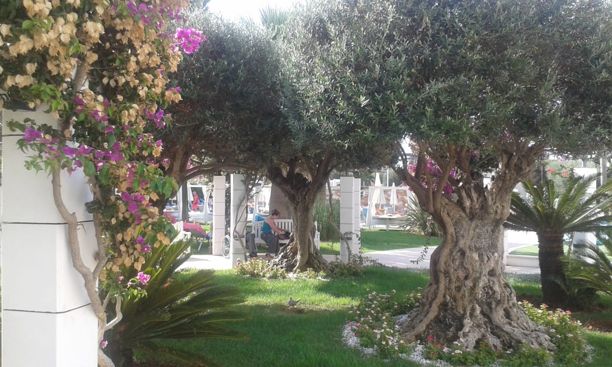 Gartenanlage Hotel Cala Millor Garden - Adults only