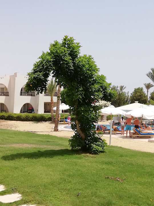 Gartenanlage Hilton Marsa Alam Nubian Resort