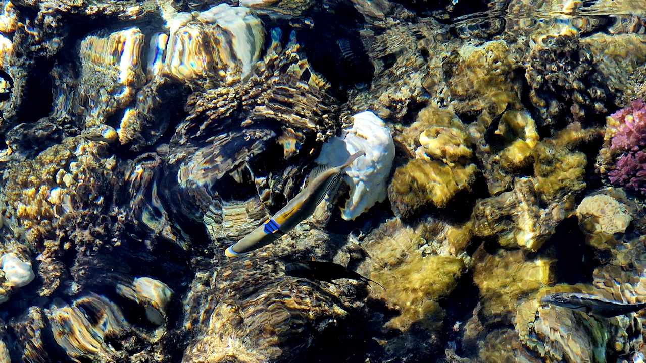 Strand Steigenberger Coraya Beach - Adults only