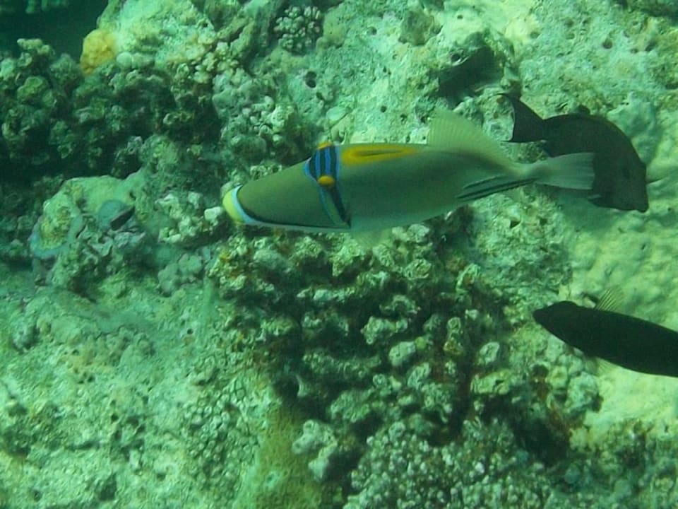 Tolle Unterwasserwelt am Hausriff Premier Le Reve Hotel & Spa