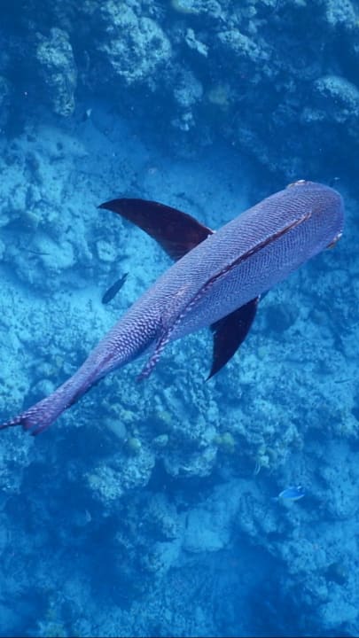 Meedhupparu Adaaran Select Meedhupparu Island Resort - Premium All Inclusive