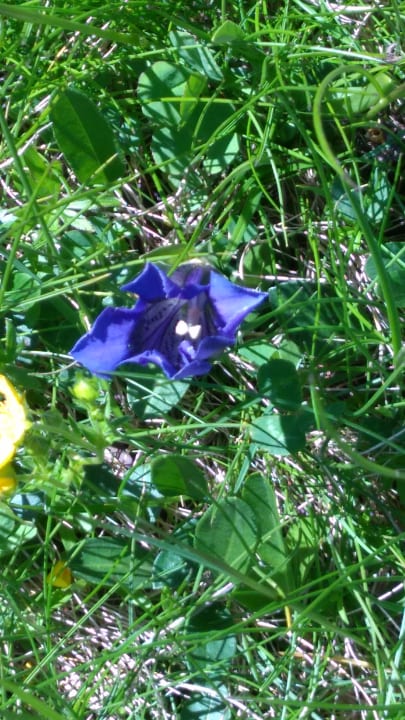 Gartenanlage Alpin & Vital Hotel La Perla