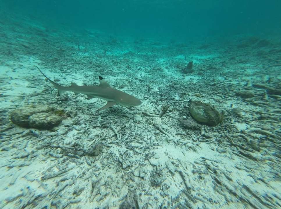 Strand Reethi Faru Resort