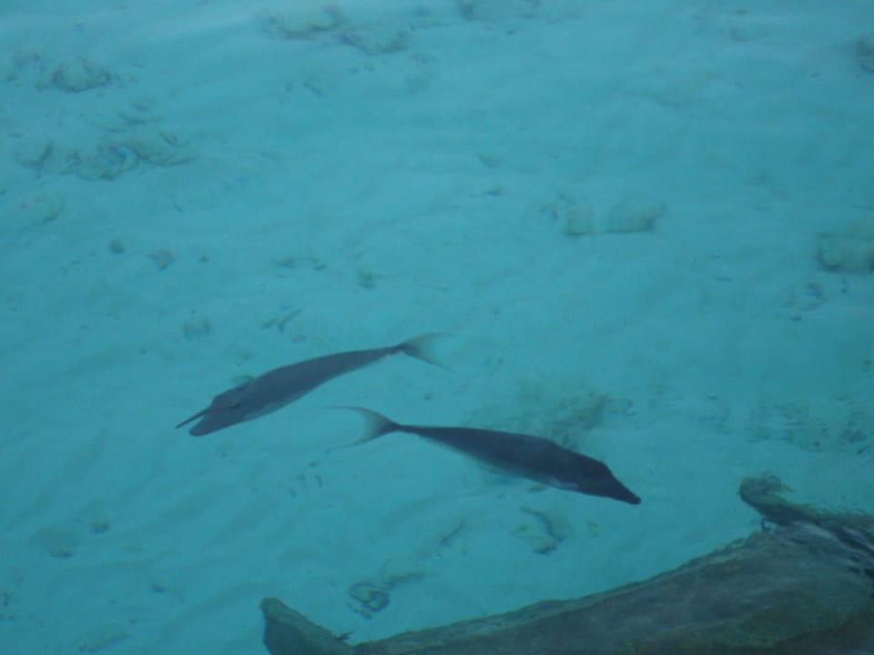 An diesem Tag sah man viele Fische vom Wasserbungi Veligandu Maldives Resort Island