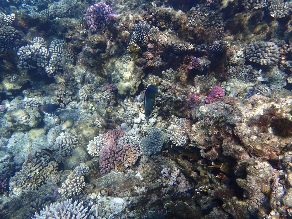 Sport & Freizeit Malikia Resort Abu Dabbab