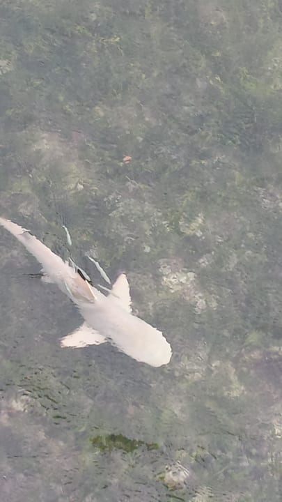 Harmloser Schwarzflossenhai! Kuredu Island Resort & Spa