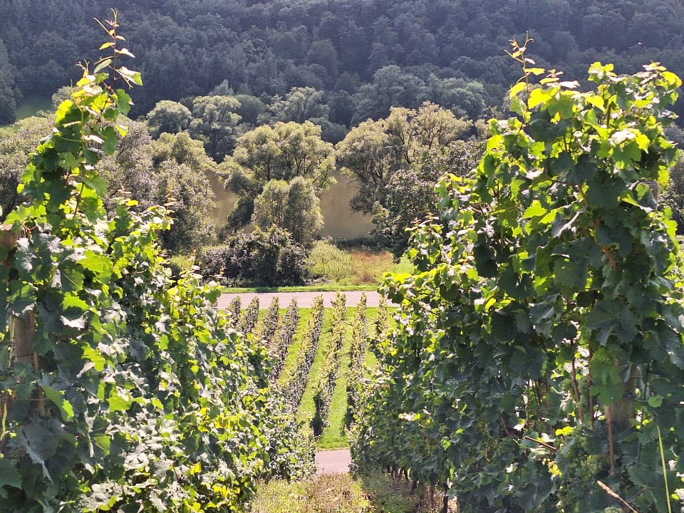 Ausblick Ferienweingut Jürgen Beth