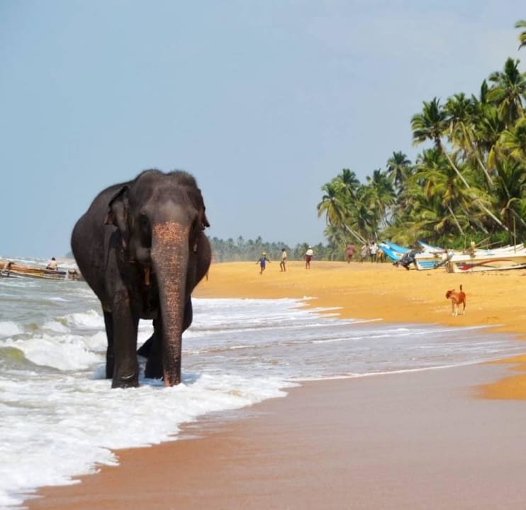 Animation am Strand  Hotel Jetwing Beach