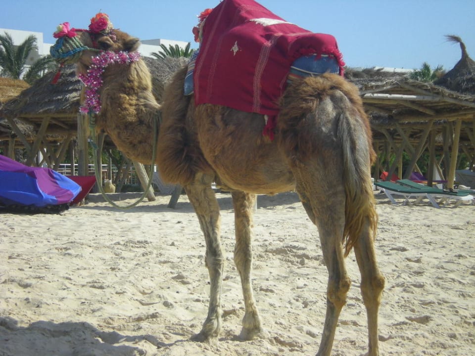Liebevoll geschmückt Steigenberger Marhaba Thalasso Hammamet