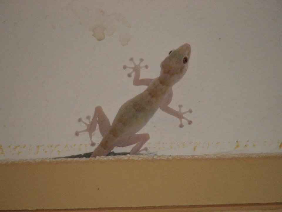 Gratis - kilku sztuk dzikich lokatorów Brayka Bay Resort