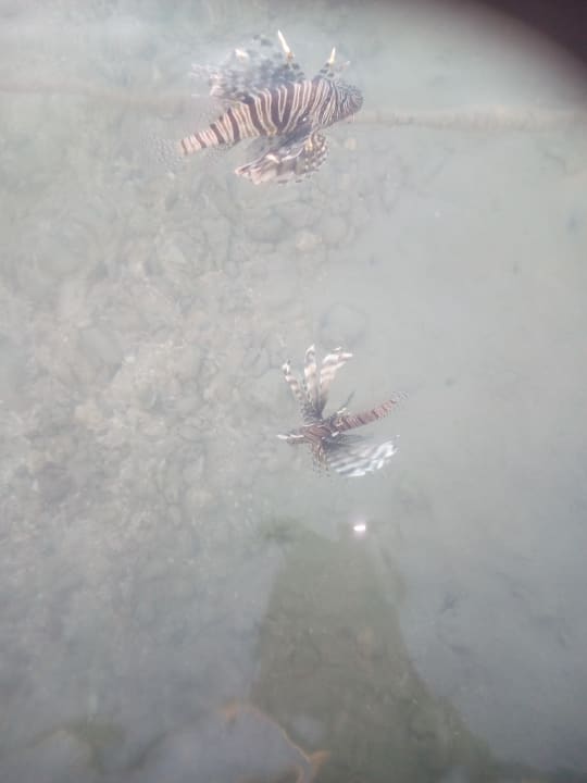 Strand Steigenberger Coraya Beach - Adults only