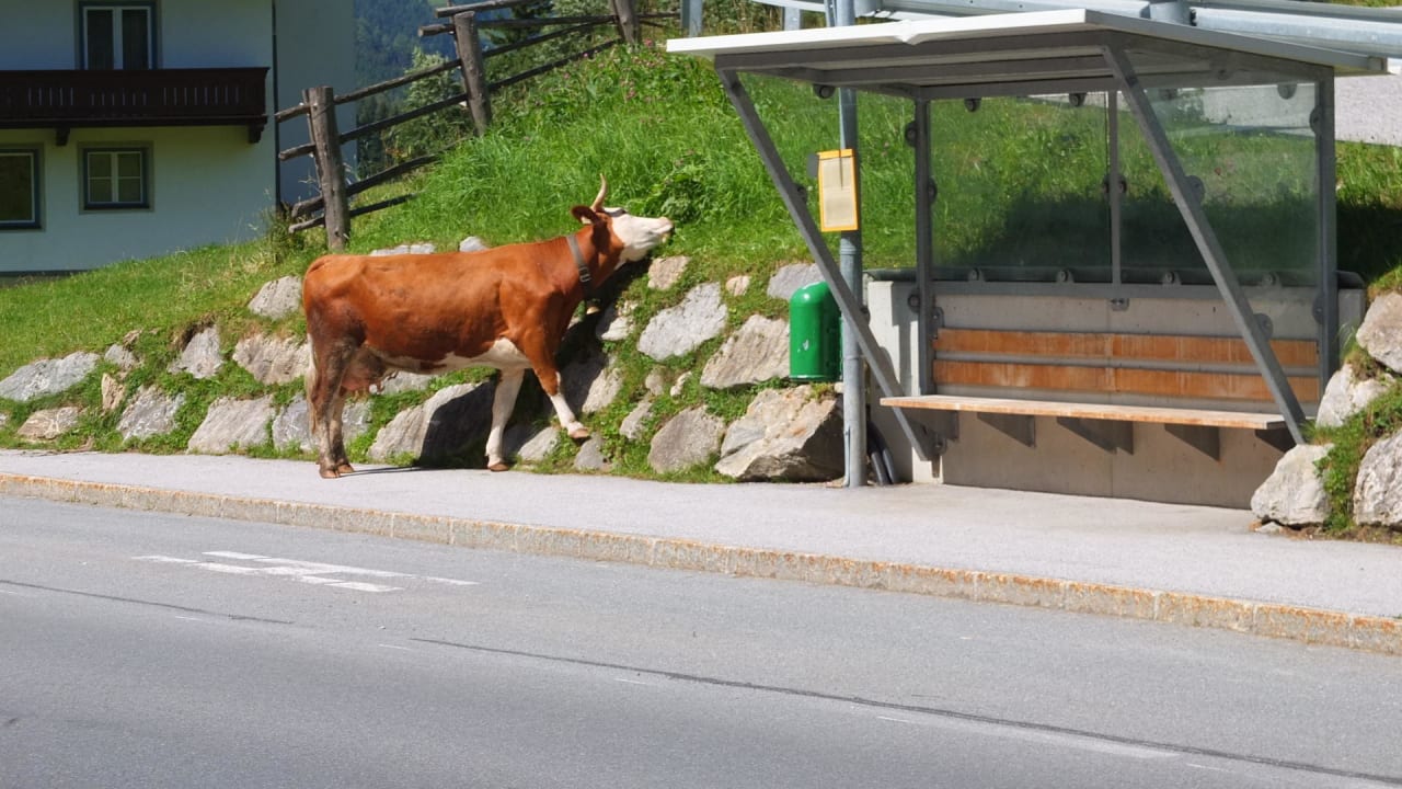 Kuh an Haltestelle Gasthof Pension Riederhof