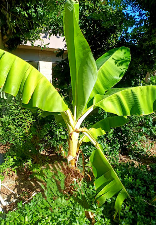 Gartenanlage Sunmelia Beach Resort