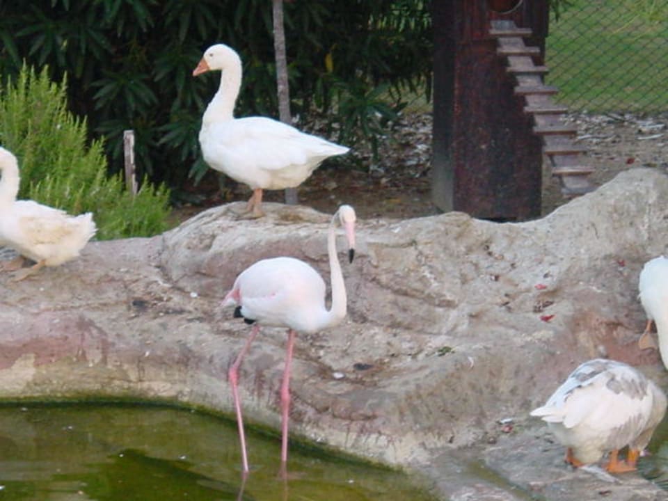 tierische Bewohner des Minizoos im Hotel Alba Resort Hotel